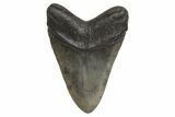 Fossil Megalodon Tooth - South Carolina #214712-2